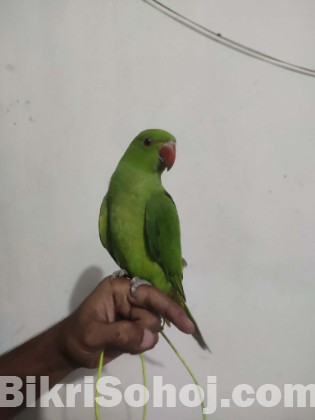 tiya pakhi